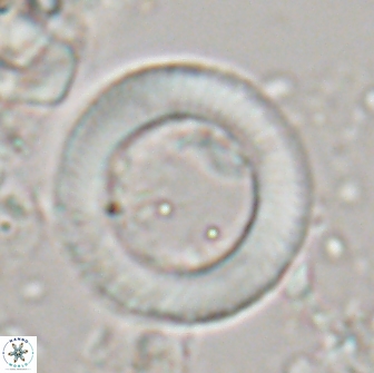 Tonromeinia davidii 20897