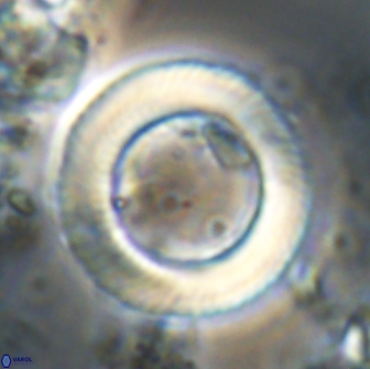 Tonromeinia davidii 20898