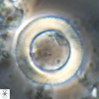 Tonromeinia davidii 20898