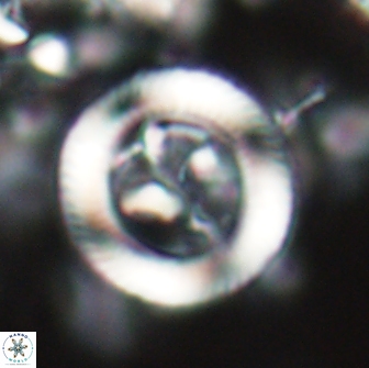 Tonromeinia davidii 21501