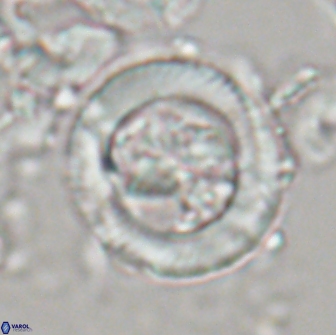 Tonromeinia davidii 21502