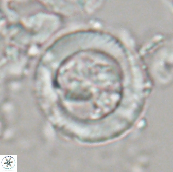 Tonromeinia davidii 21502