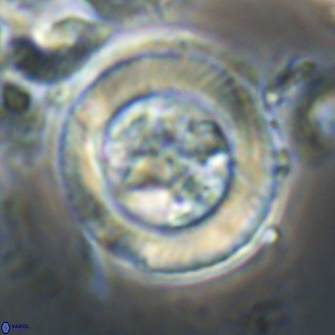 Tonromeinia davidii 21503