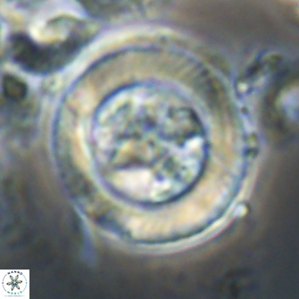 Tonromeinia davidii 21503