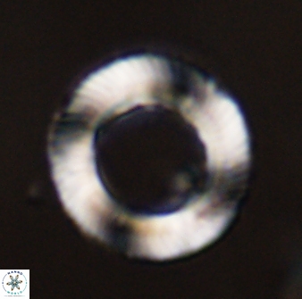 Tonromeinia davidii 45355