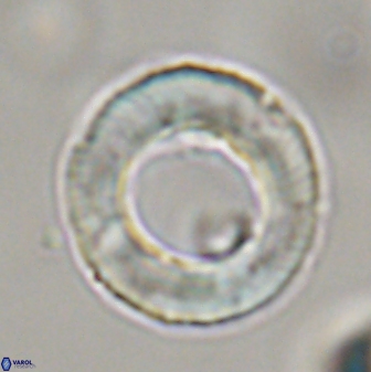 Tonromeinia davidii 45357