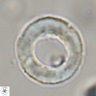 Tonromeinia davidii 45357