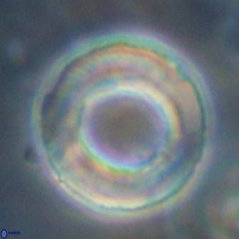 Tonromeinia davidii 45358