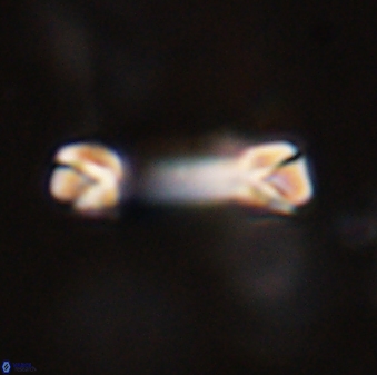 Tonromeinia davidii 45836