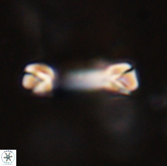Tonromeinia davidii 45836