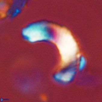 Tonromeinia davidii 45840