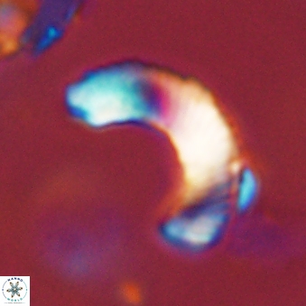 Tonromeinia davidii 45840