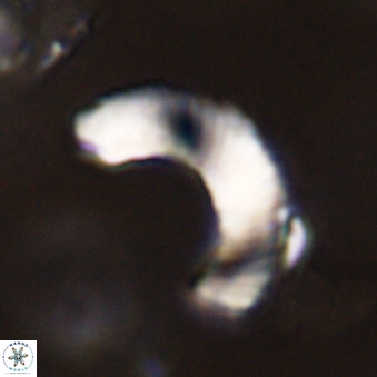 Tonromeinia davidii 45841