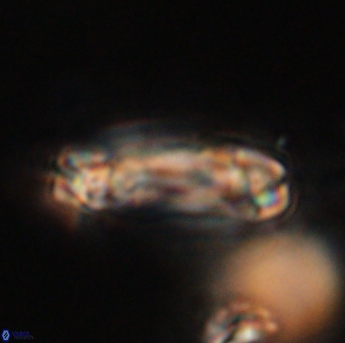 Tonromeinia davidii 55115