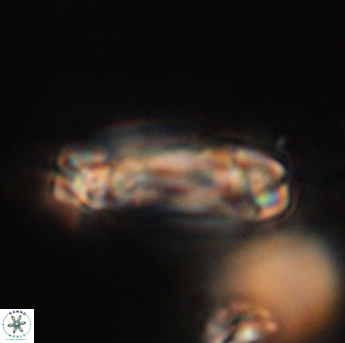 Tonromeinia davidii 55115