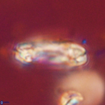 Tonromeinia davidii 55116