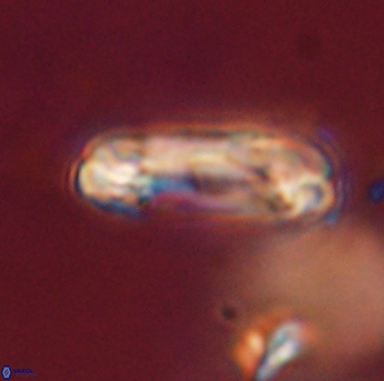 Tonromeinia davidii 55119