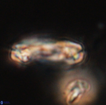 Tonromeinia davidii 55124