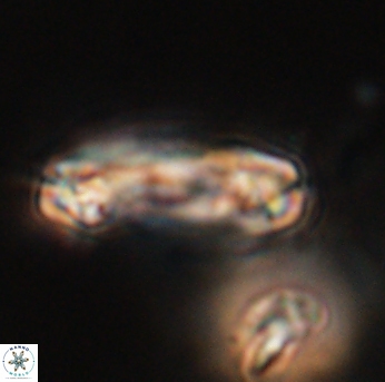 Tonromeinia davidii 55124