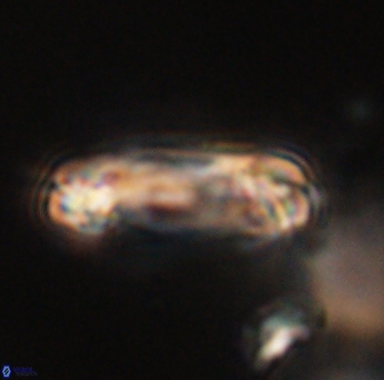 Tonromeinia davidii 55125