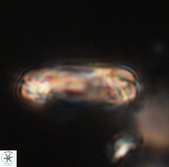 Tonromeinia davidii 55125