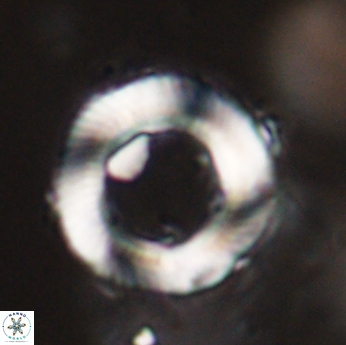 Tonromeinia davidii 55129