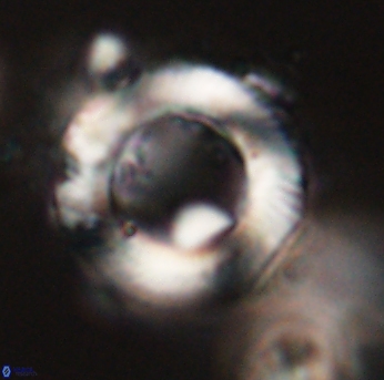 Tonromeinia davidii 55121