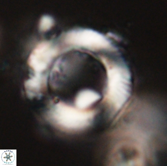 Tonromeinia davidii 55121