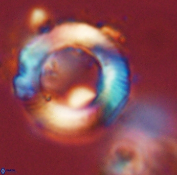 Tonromeinia davidii 55122