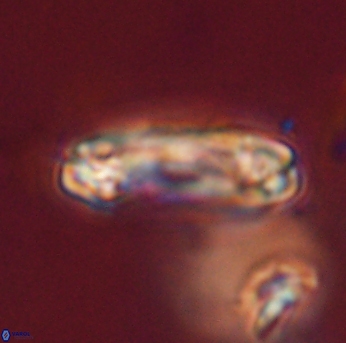 Tonromeinia davidii 55123