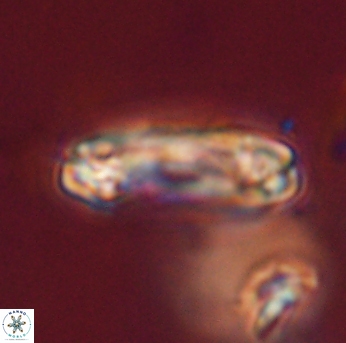 Tonromeinia davidii 55123