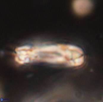 Tonromeinia davidii 55130