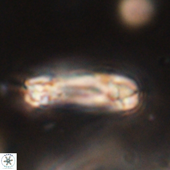 Tonromeinia davidii 55130