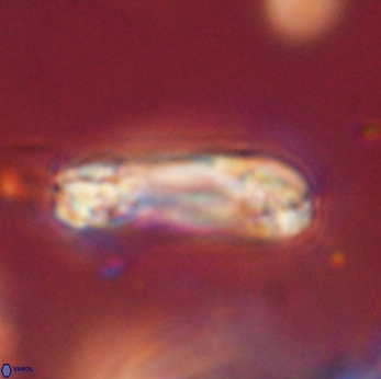 Tonromeinia davidii 55131