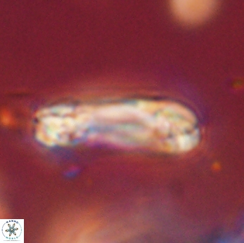 Tonromeinia davidii 55131