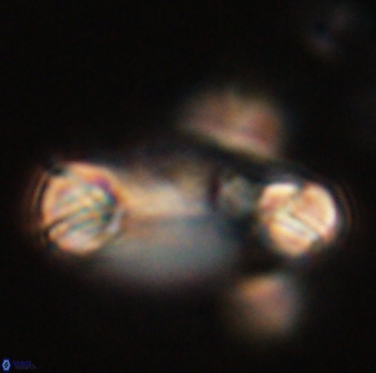 Tonromeinia davidii 52616