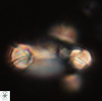 Tonromeinia davidii 52616