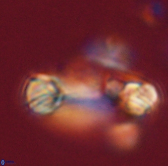 Tonromeinia davidii 52617