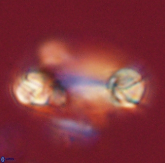 Tonromeinia davidii 52619