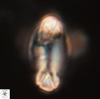 Tonromeinia davidii 52625