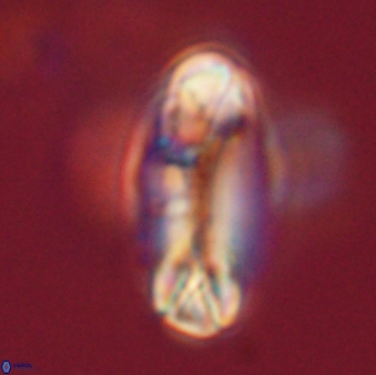 Tonromeinia davidii 52626