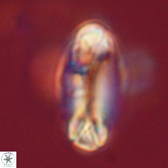 Tonromeinia davidii 52626