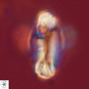 Tonromeinia davidii 52627