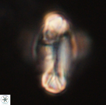 Tonromeinia davidii 52628