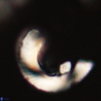 Tonromeinia davidii 52629