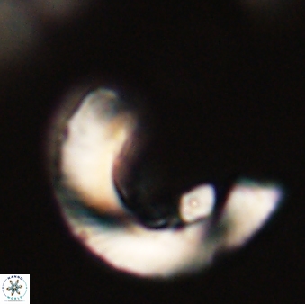 Tonromeinia davidii 52629