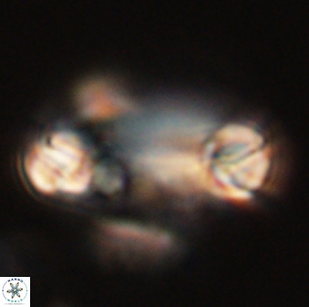 Tonromeinia davidii 52620