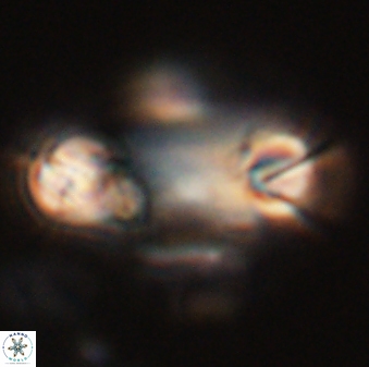 Tonromeinia davidii 52621