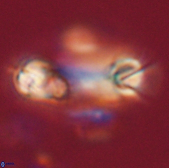 Tonromeinia davidii 52622