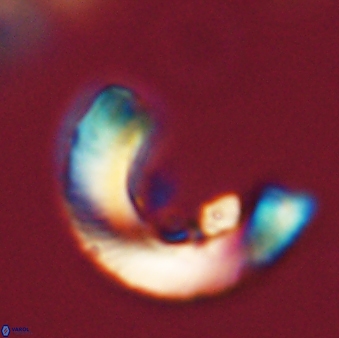 Tonromeinia davidii 52630